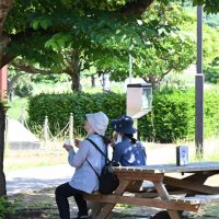 千葉県内、厳しい暑さに　市原牛久、猛暑日迫る３４・４度　各地で今年最高更新