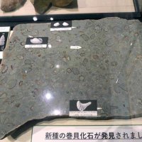 世界初、１億２０００万年前の魚類耳石化石　千葉県中央博など研究グループ　銚子市民採取の岩石から発見