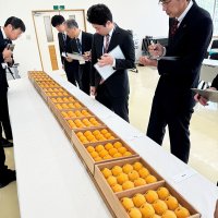珠玉のビワ　皇室献上へ　一大産地・南房総で選果式