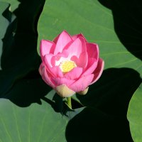 オオガハス開花　濃いピンク色、かれんに　大きな葉も美しく　千葉公園、見頃は下旬