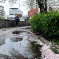 太平洋側、雨多い春　千葉は平年の１．３～１．４倍雨量　平均気温も１．１度～１．７度高く　気象庁　天候まとめ