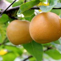 鎌ケ谷特産の梨、今年もいかが　贈答品としても人気「甘くてコクがある」と評価　７月１５日からネット販売