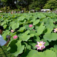 千葉公園で「大賀ハスまつり」が始まり、美しいピンク色に咲いたオオガハスを撮影したり、眺めたりする市民ら＝１５日、千葉市中央区