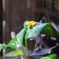 金色カエル、親子で成長見守り　大網白里で発見、オタマジャクシ世話