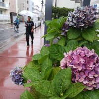 【速報】関東甲信が梅雨入り　平年より１４日遅く