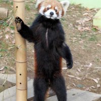 立ち姿で有名になった２００５年ごろの風太（千葉市動物公園提供）