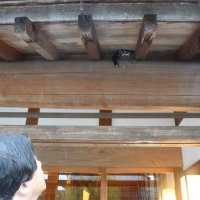 小江戸佐原ツバメすくすく　今年は巣多く吉兆？　住民温かく見守り