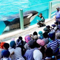 夏休みの思い出、鴨川シーワールドで作ろう　２５日から７日限定の「サマースクール」