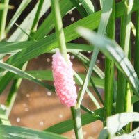 稲に産み付けられたジャンボタニシの卵