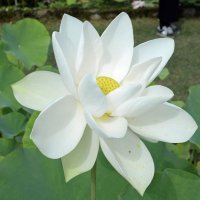 花弁が真っ白や濃いピンク、白色にピンクの縁取りなどさまざまな種類のハス