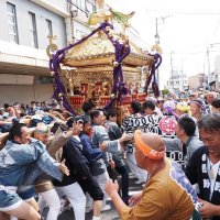 勇壮に１・５トン大神輿渡御　八剱八幡神社例祭　木更津