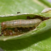 ガの幼虫大量発生　千葉県が注意報、野菜の被害懸念