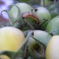 オオタバコガの幼虫に被害を受けたミニトマト（千葉県農林総合研究センター提供）
