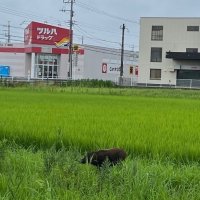 市街地でイノシシ目撃相次ぐ　茂原　高校グラウンドにも出没、川を泳ぐ姿も…　夏休みの子どもたちに注意喚起