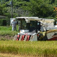 超早場米の収穫が本格的に始まった＝２０日午前、いすみ市新田野