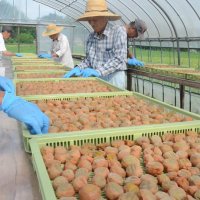 日光浴びた大粒の実ずらり　名産梅干し作り　横芝光で作業本格化