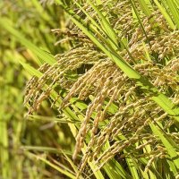 千葉コメ作柄「平年並み」　２４年産、秋田や山形やや良