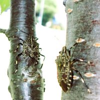 キマダラカメムシの成虫　カメムシ目カメムシ科　体長２０～２３ミリ。東南アジア原産の外来種。九州・四国・沖縄本島、台湾、中国などに分布＝２０２４年７月３０日、木更津市（筆者撮影）
