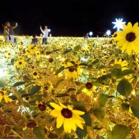 夏のイルミネーション！涼感５０万輪のヒマワリ畑　袖ケ浦・東京ドイツ村