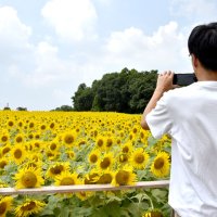 夏空にヒマワリ１２万本　八街「市の花」県道沿い畑