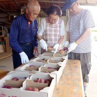 色づき甘み良し　姉崎いちじく出荷始まる　相川さん、丹精込め栽培　市原