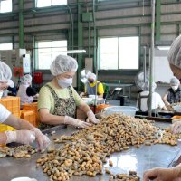 新鮮な落花生お届け！　ゆで加工へ、３８トン見込む　銚子・出荷シーズン到来