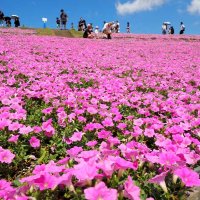 桃色吐息漏れる絶景　富津・マザー牧場　ペチュニア２万株