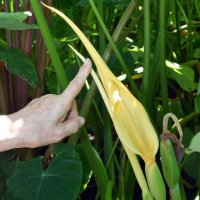 開花を控えたサトイモ。円すい状のホウに包まれている花