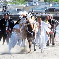 神馬が砂浜を疾走　富津・岩瀬海岸で「馬だし祭り」