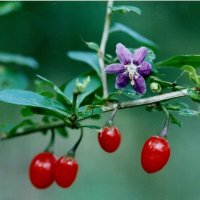 クコの花と実＝２００６年１１月７日、千葉市（初芝清氏撮影）