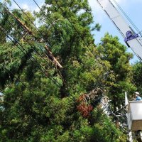 災害に強い森づくり　大規模停電教訓「予防伐採」　いすみ市、危険木を独自抽出　【災禍に備える　房総半島台風・豪雨５年】