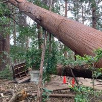 被災した当時の鶴峯八幡宮境内＝２０１９年９月、市原市（鶴峯八幡宮提供）

