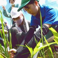 樟陽高生が手ほどき　児童、収穫に笑顔　茂原　鎌使い昔ながらの稲刈り体験