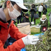 花摘み協力者に梨でお礼　市川市　火傷病影響、人手不足の危機救う