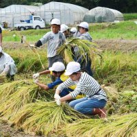 協力し育てた稲収穫　校内で稲穂天日干し　夷隅、中根小学校　いすみ