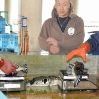 水揚げされサイズを計測されるトラフグ＝５日、いすみ市