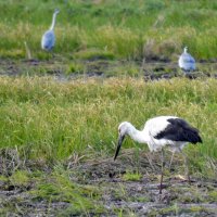 いすみ市に飛来したコウノトリ