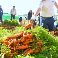 立派に育った旬のニンジンを次々と収穫