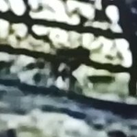 【動画あり】茂原の市街地にサル　市、目撃相次ぎ注意喚起