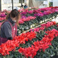 シクラメンの生産が盛んな船橋市で鉢植えの出荷がピークを迎えた。農家が丹精込めて栽培した色とりどりの花が冬を彩り、人々の心にぬくもりを与えている＝４日、船橋市
