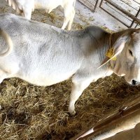 実嶺（みれい）と嶺菜（れいな）よろしくね　双子の白牛名前決まる　南房総、県酪農のさと
