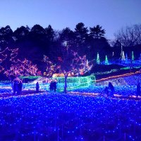 森に広がる光、幻想的に　自然公園恒例イルミ　市原　【師走スケッチ２０２４】