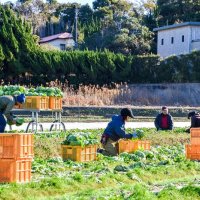 出荷に向け、次々と収穫されていく「かんべレタス」（館山市提供）