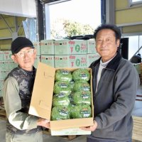 食感、甘み楽しんで！かんべレタスが出荷本格化　　館山・神戸地区