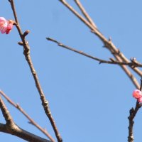 つぼみと共に膨らむ期待　新年、一足早く河津桜“開花”　いすみ