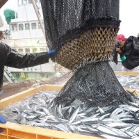 ２０２４年サンマ水揚げ５８％増　３・８万トン、低水準続く　銚子は約５倍の５５トン