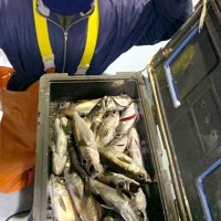 洲崎南、クロムツ爆釣　観音崎、タチウオ狙える　【今週の釣果】