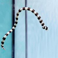 海の”ヘビ”たち大集結　干支ちなんだ生き物紹介　鴨川シーワールド