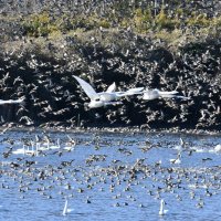 ハクチョウ１７００羽越冬　東庄・八丁堰　飛来ピークは１月末