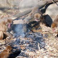 サルたち、焼き芋に「ほっこり」　千葉市動物公園　「大寒」の２０日、たき火で暖